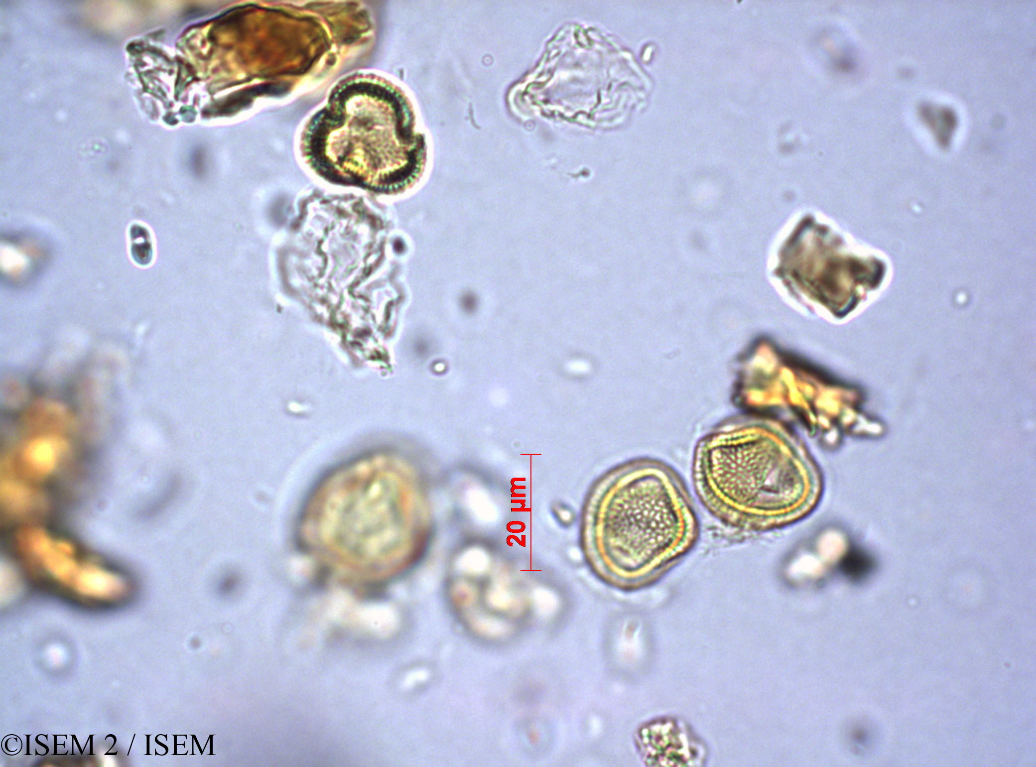 ISEM 2/Cassine_maritima_12570/Cassine_maritima_12570_0002(copy).jpg